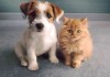 Фото Стрижка собак и кошек.Выезд